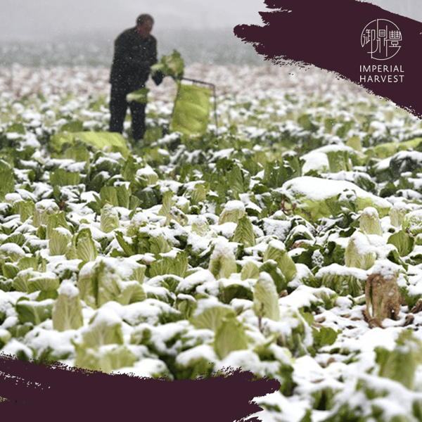 19112020 lidong article Farmer in snow