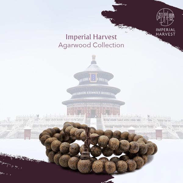 19112020 lidong article agarwood