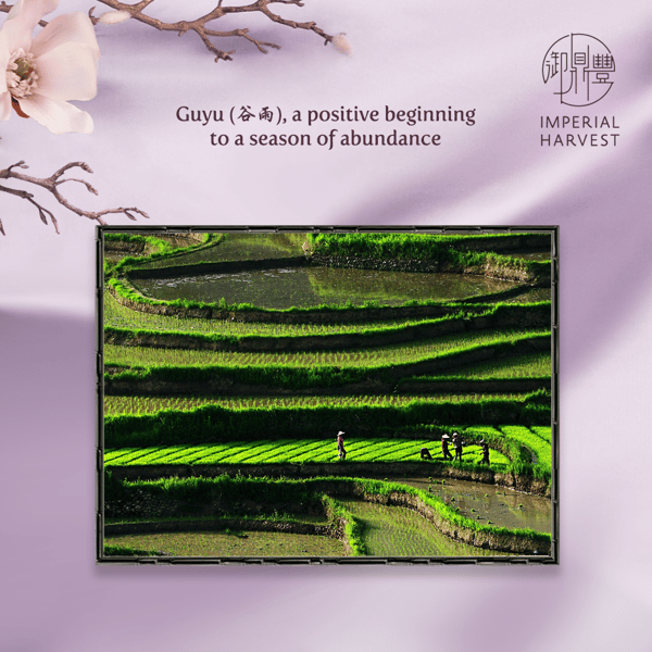 Guyu, a positive beginning to a season of abundance