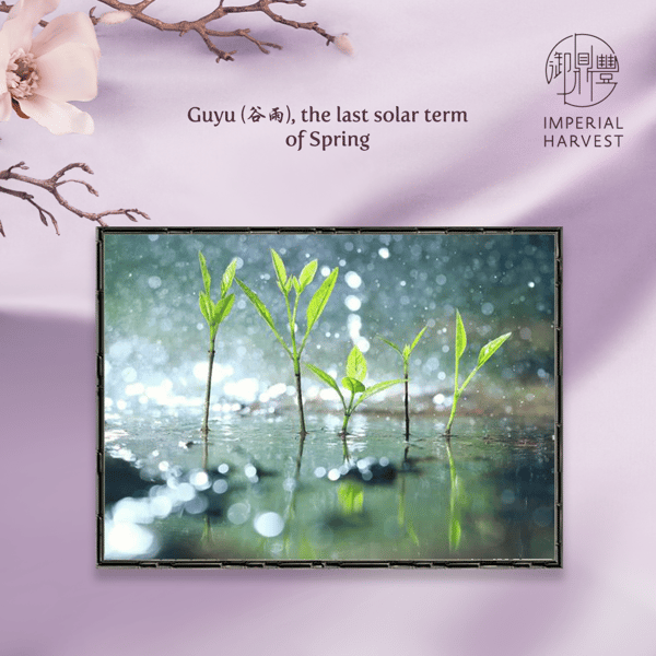 Guyu, last solar term of Spring