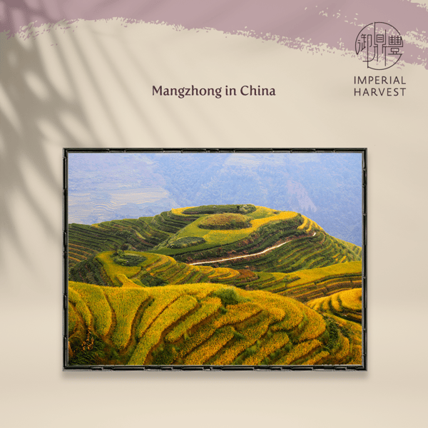 Blog_05-27_Mangzhong_Mangzhong in China-png