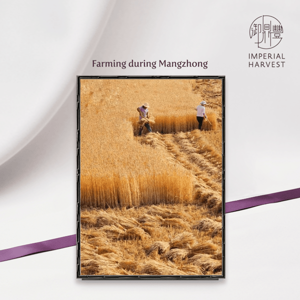 Farming during Mangzhong