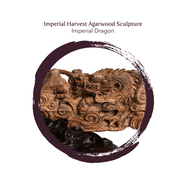 Imperial Harvest Imperial Dragon Agarwood Sculpture close up