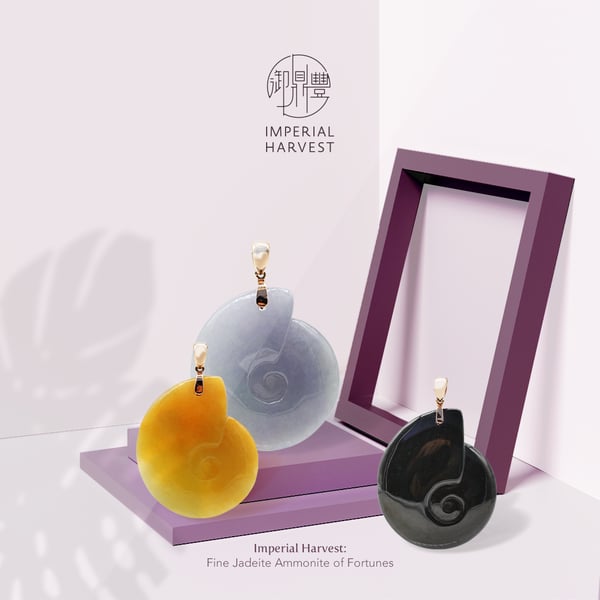 ammonite-blog-03-manzhong