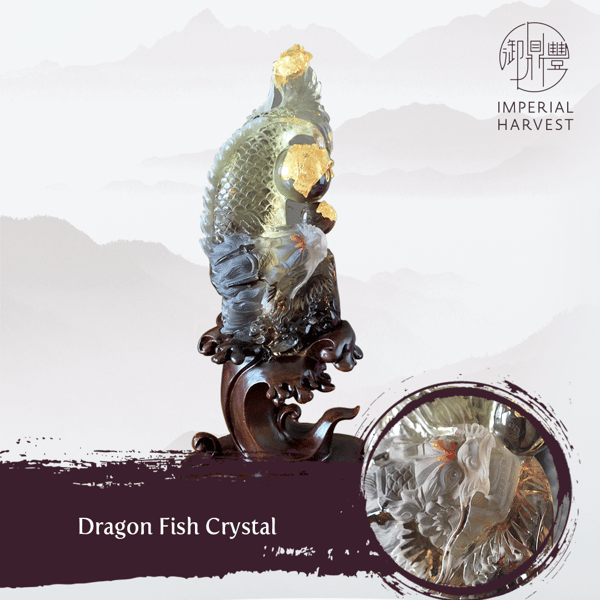 ihstories-28oct-Dragon Fish