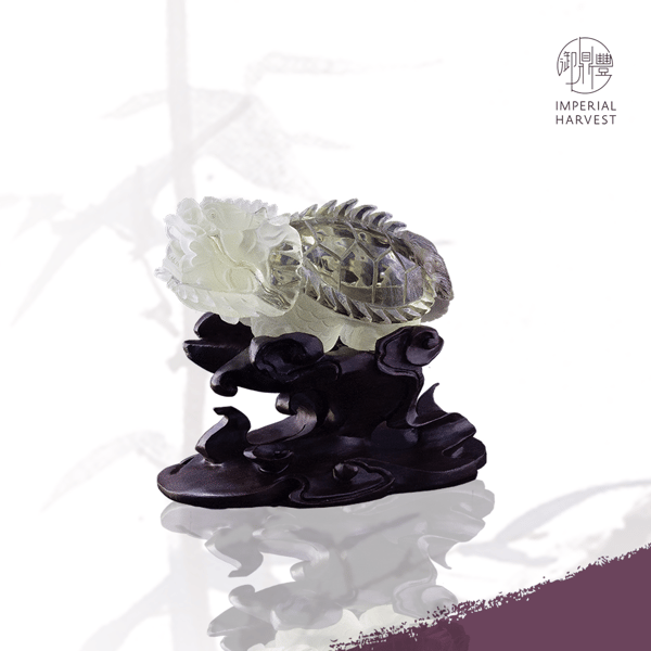 mc-dragon-turtle-8248