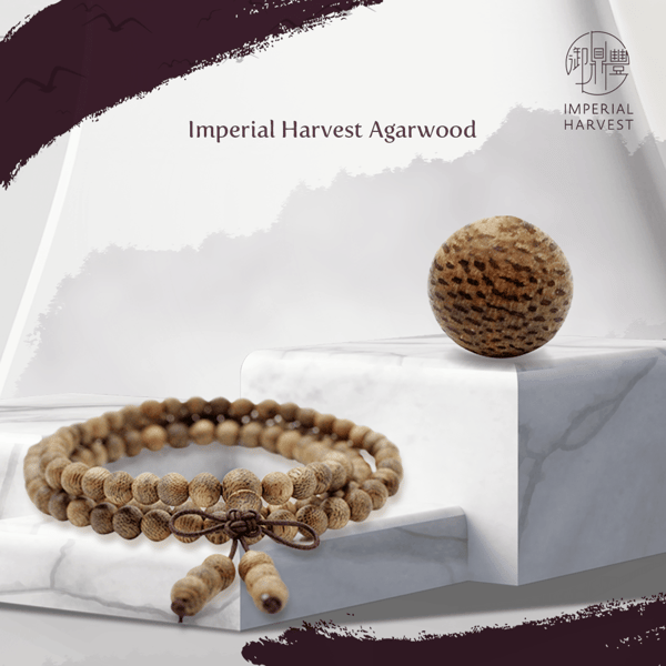 significance of chongyang-agarwood